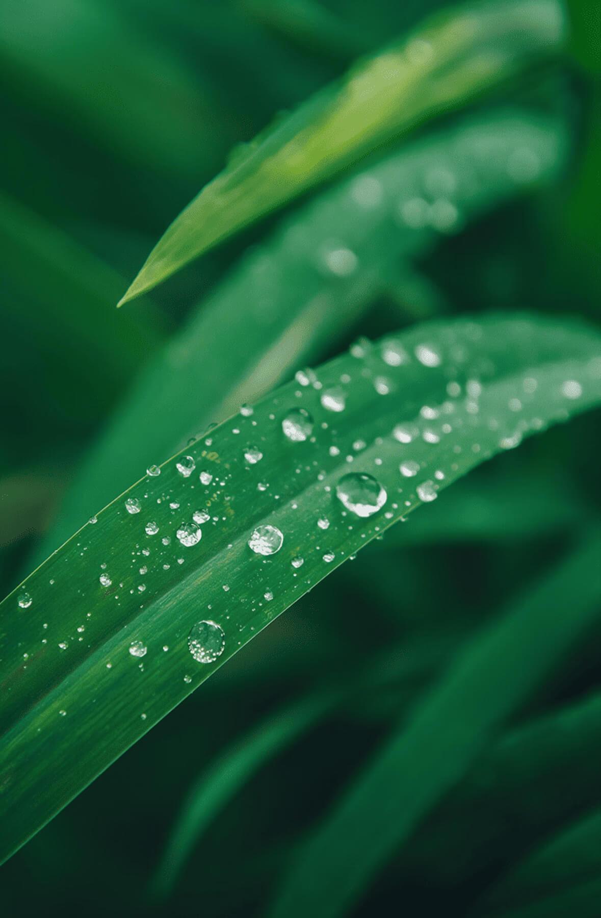 Retailer Network Integration — SaaSFields agri-input platform capability